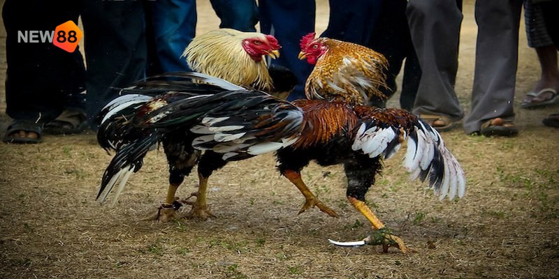 Tại Việt Nam, gà nòi là giống có số lượng lớn và được nuôi phổ biến